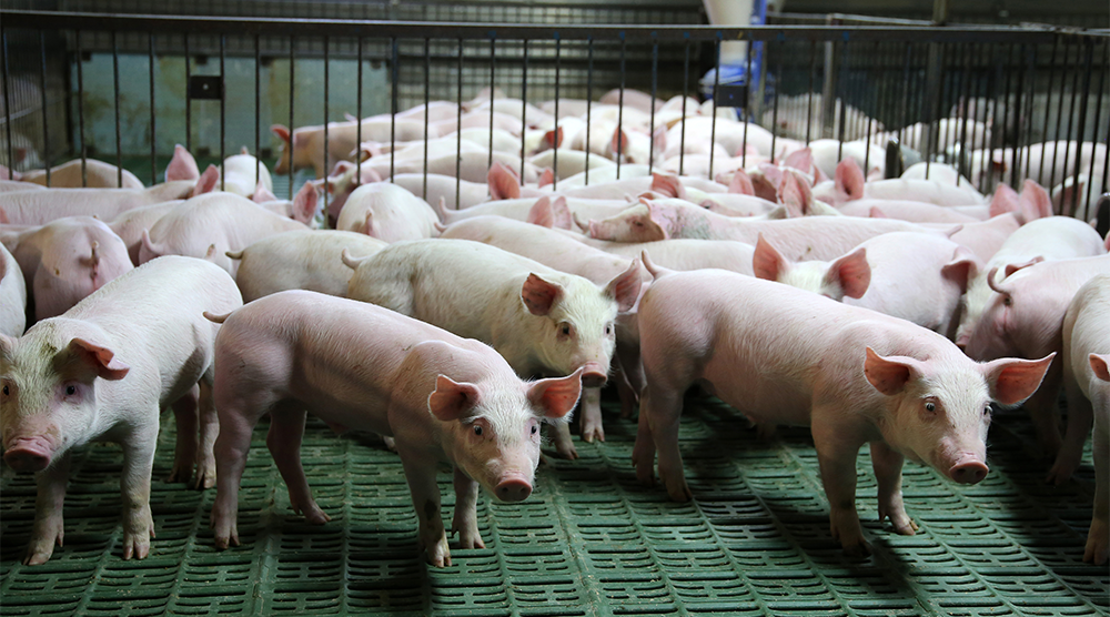 ������ҵ���������� ����������ι���