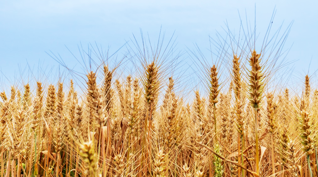 ����â��|��â�������� ���֡�������